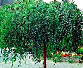 brzoza youngii - parasolowate drzewo o długich zwisających pędach